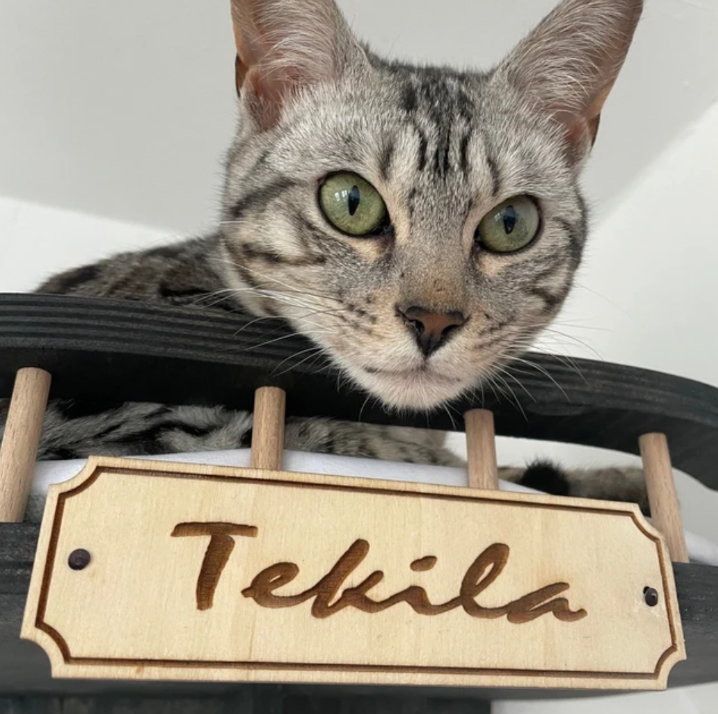 Compact Wall Cat Furniture Set "Viny" - Steps, Bed, Scratcher Post