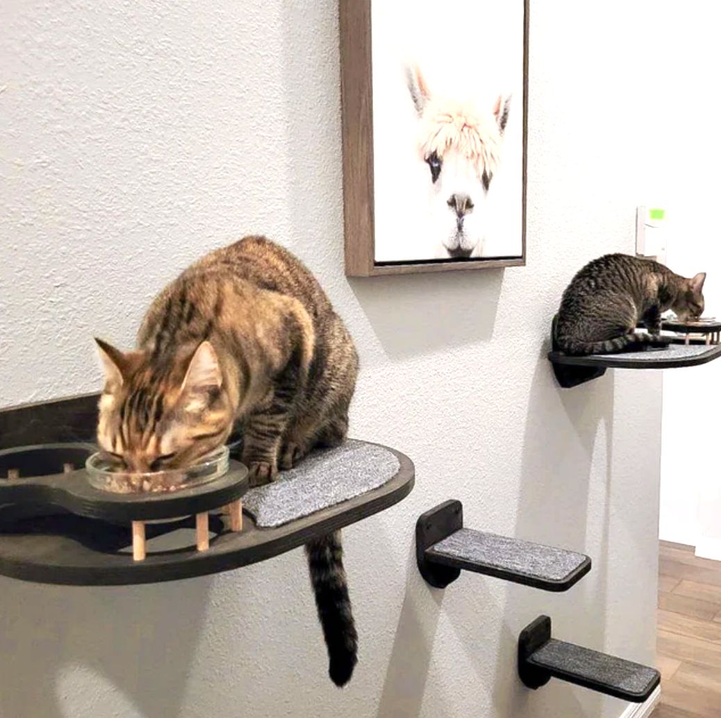 Elevated Сat Feeding Station (Wall Mounted)