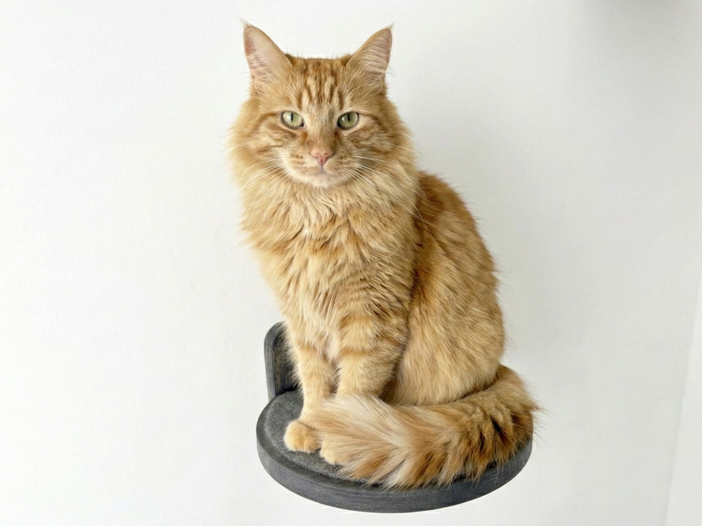 Wall Round Cat Step with Carpet
