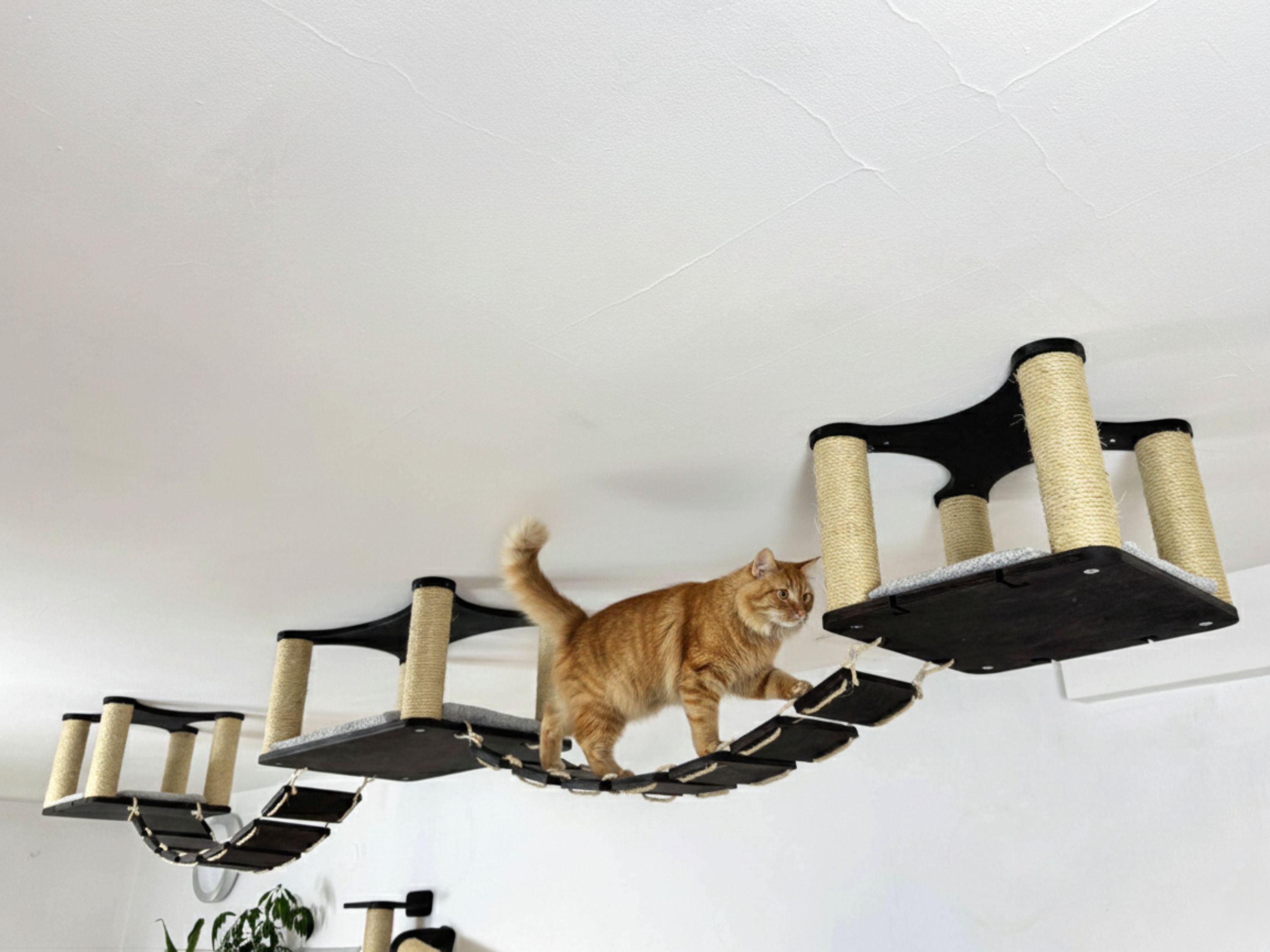 Ceiling Cat Adventure Set �?Shelves & Climbing Bridges