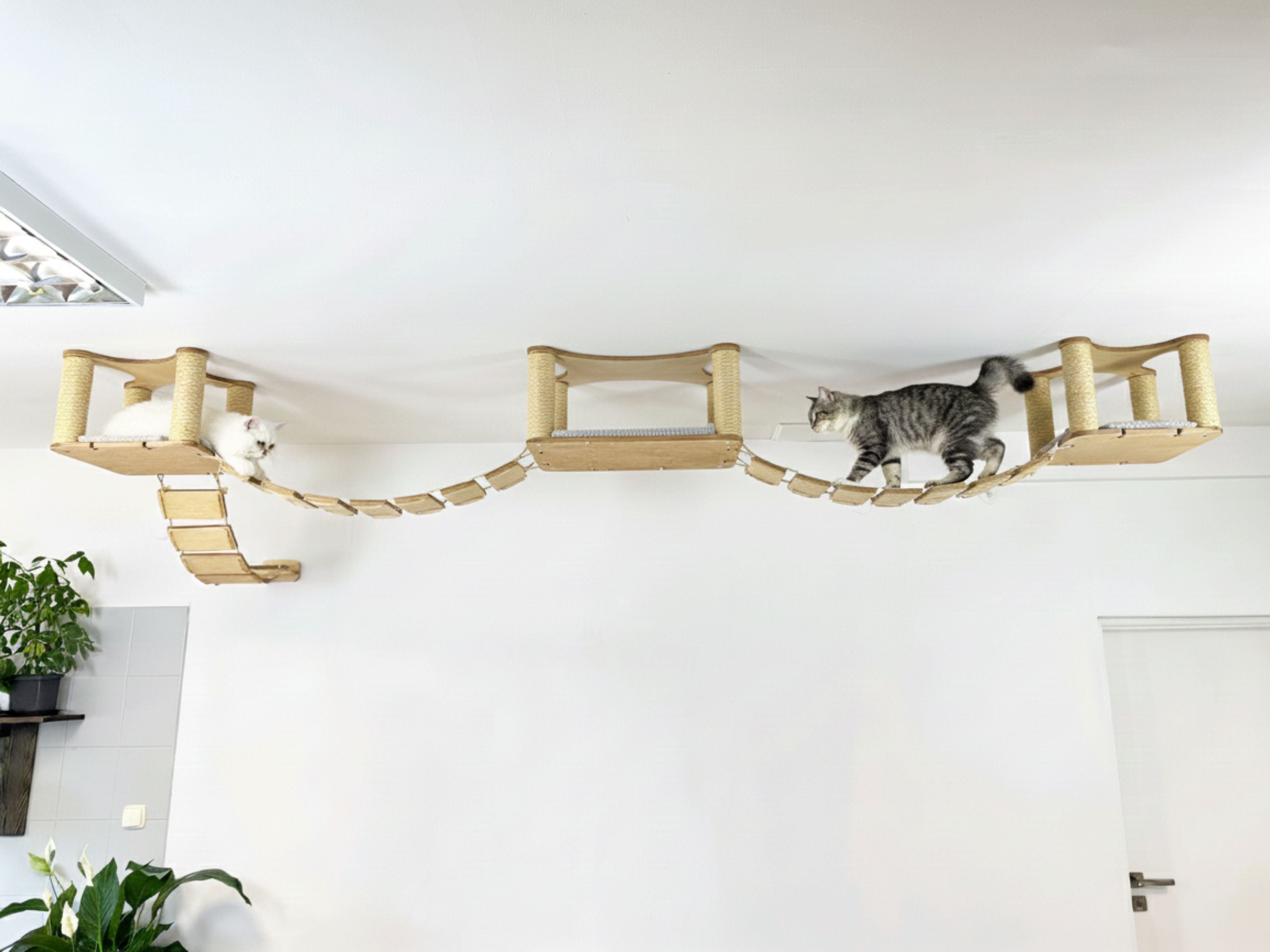 Ceiling Cat Adventure Set �?Shelves & Climbing Bridges