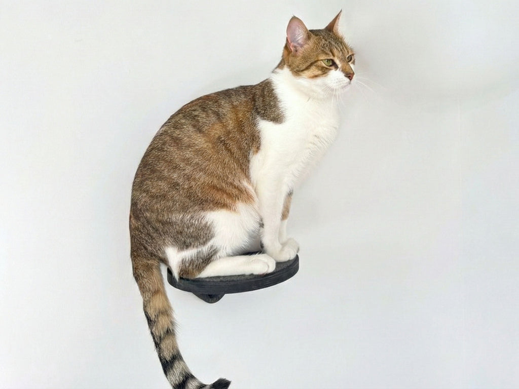 Wall Round Cat Step with Carpet