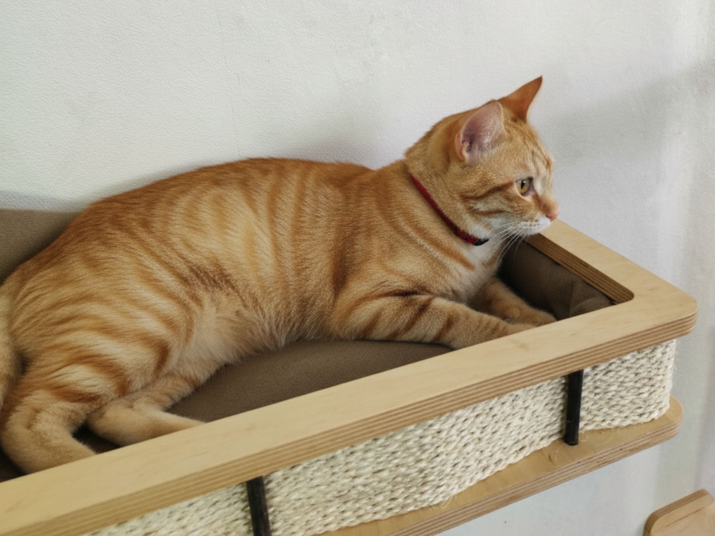 Wall Mounted Cat bed with Cat Scratching post