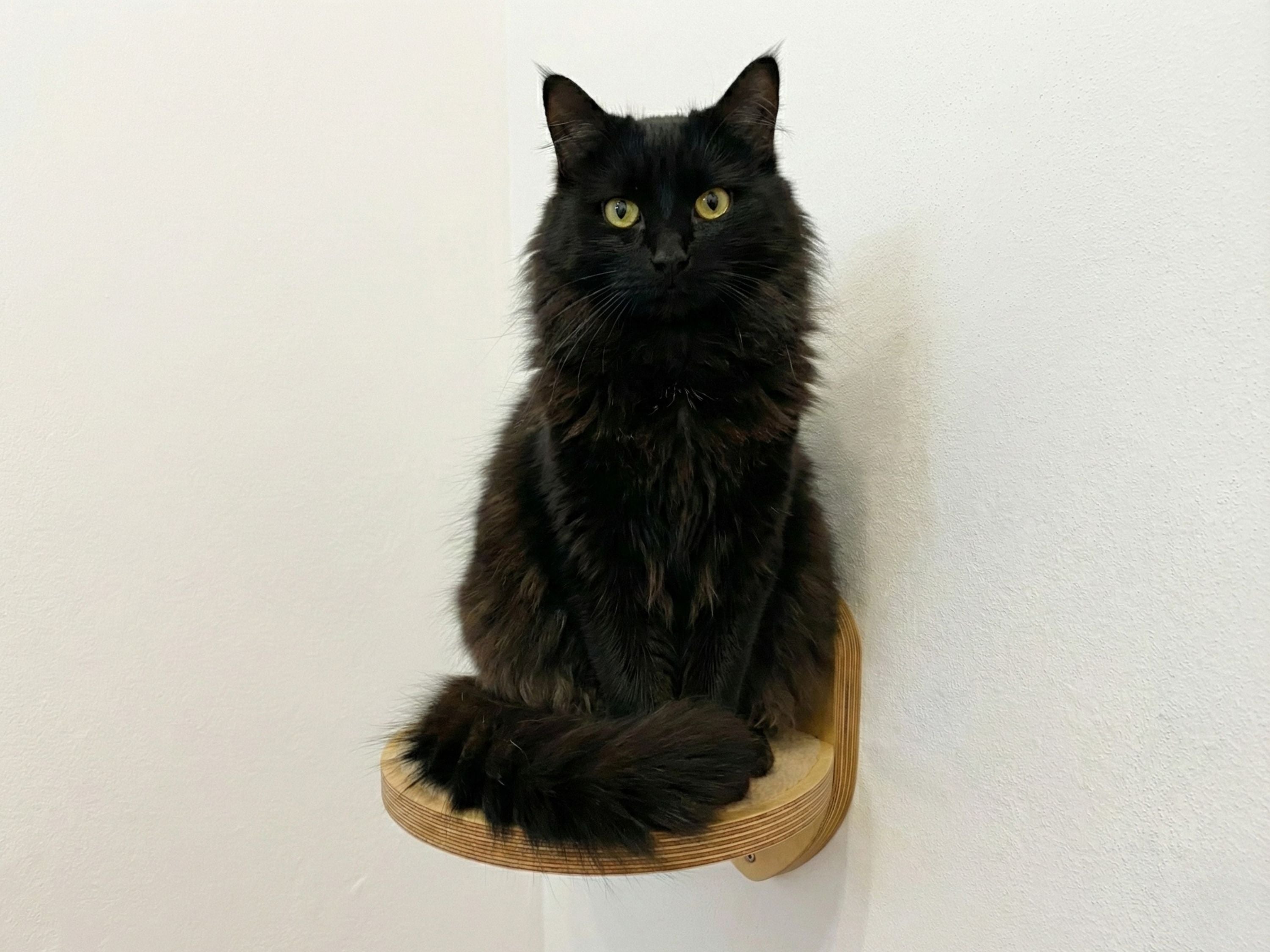Wall Round Cat Step with Carpet