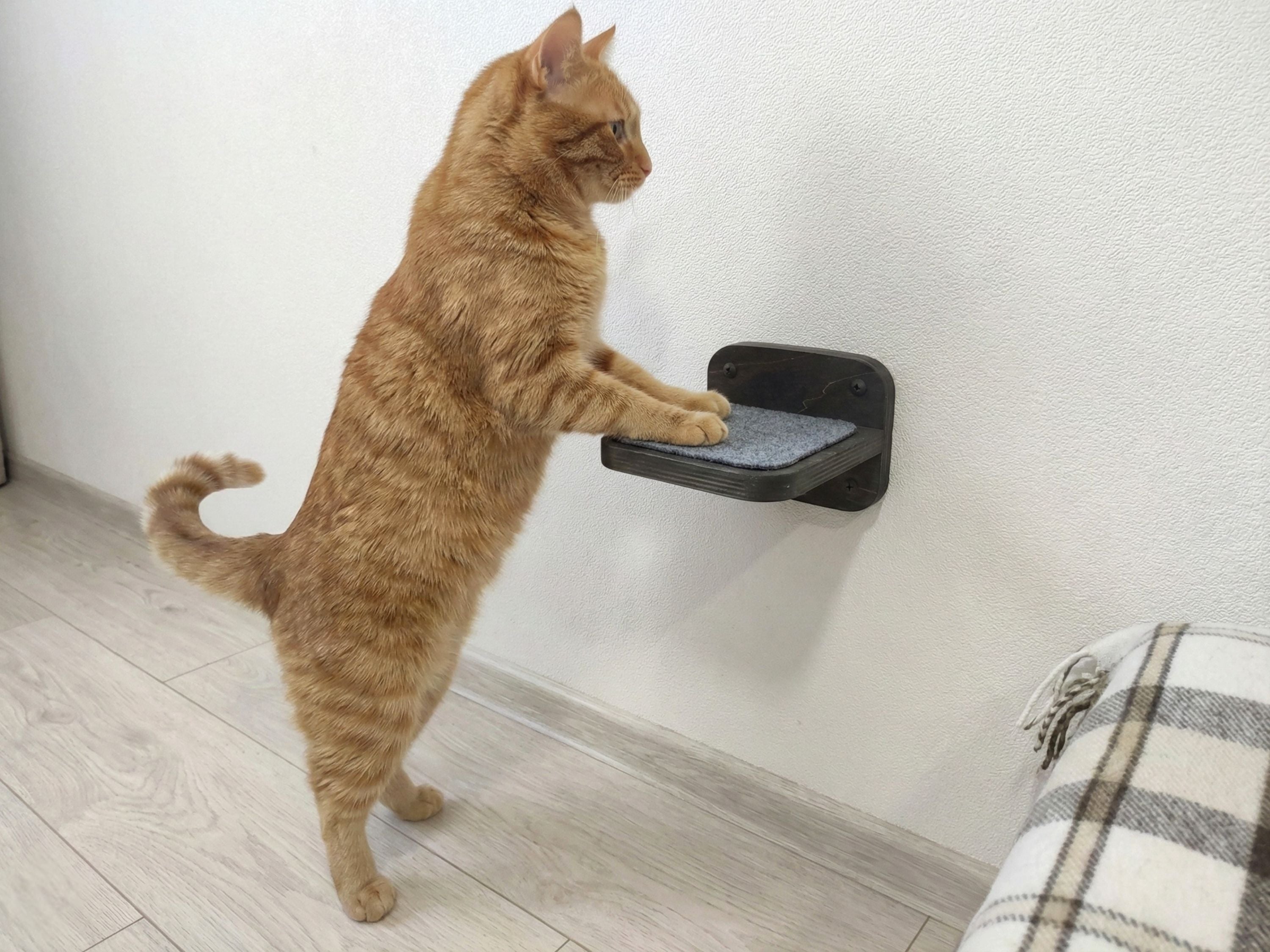 Mini Cat Wall Step