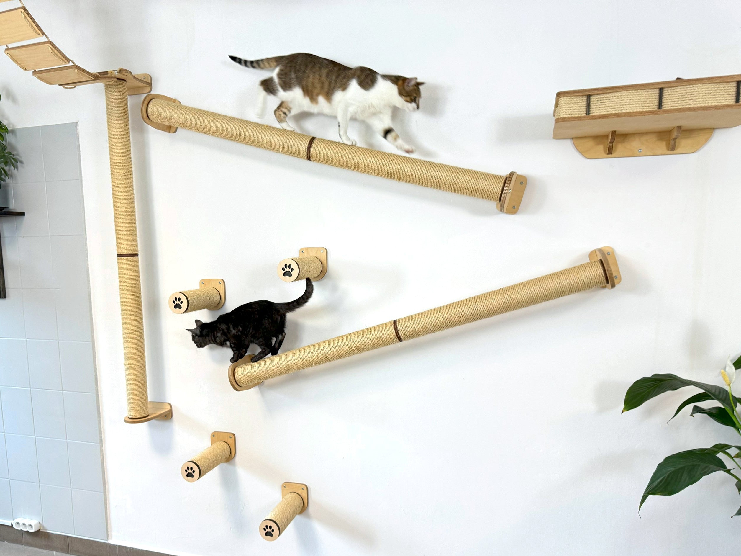 Full Ceiling & Wall Cat System with Climbing Zone