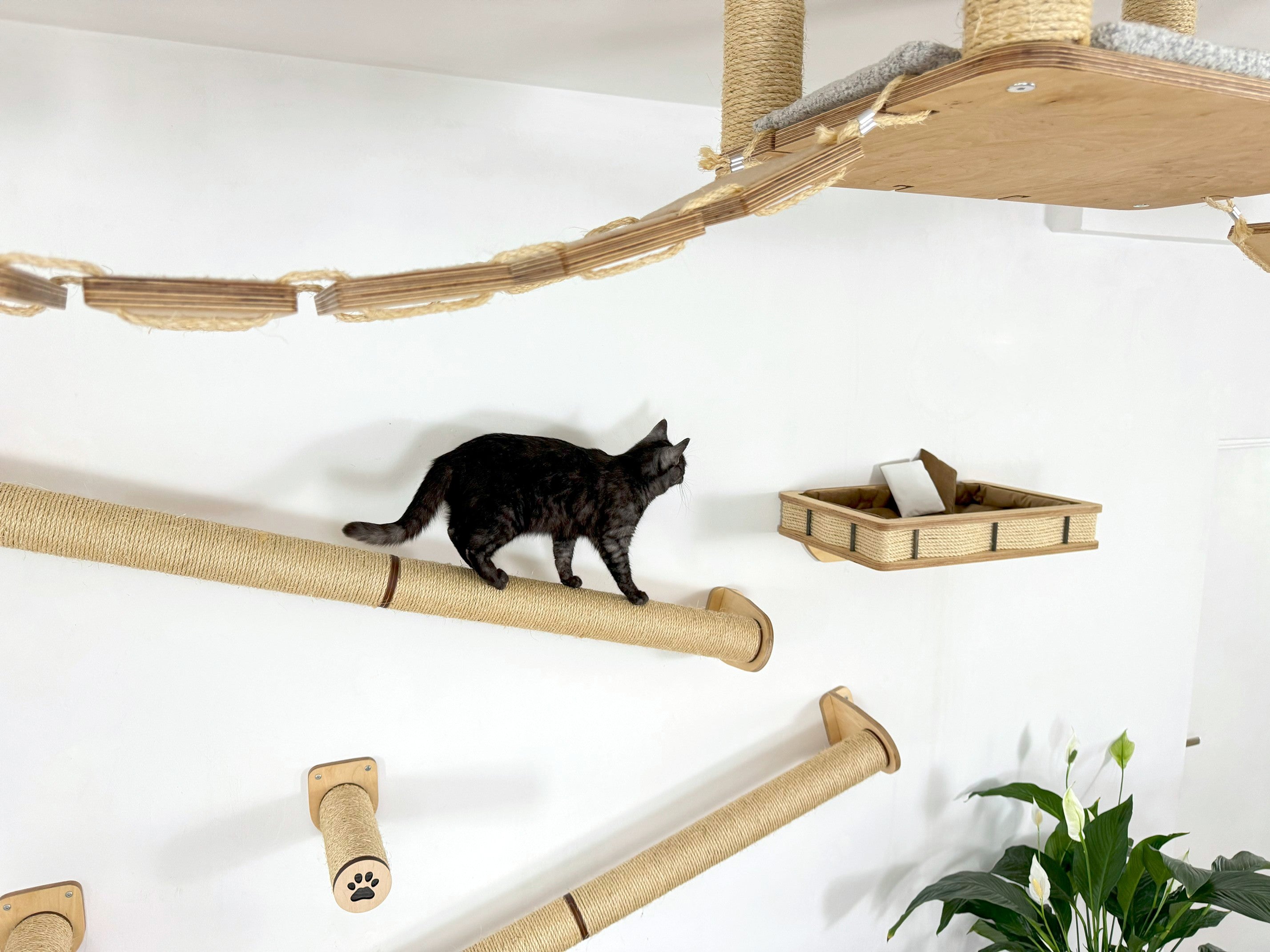 Full Ceiling & Wall Cat System with Climbing Zone