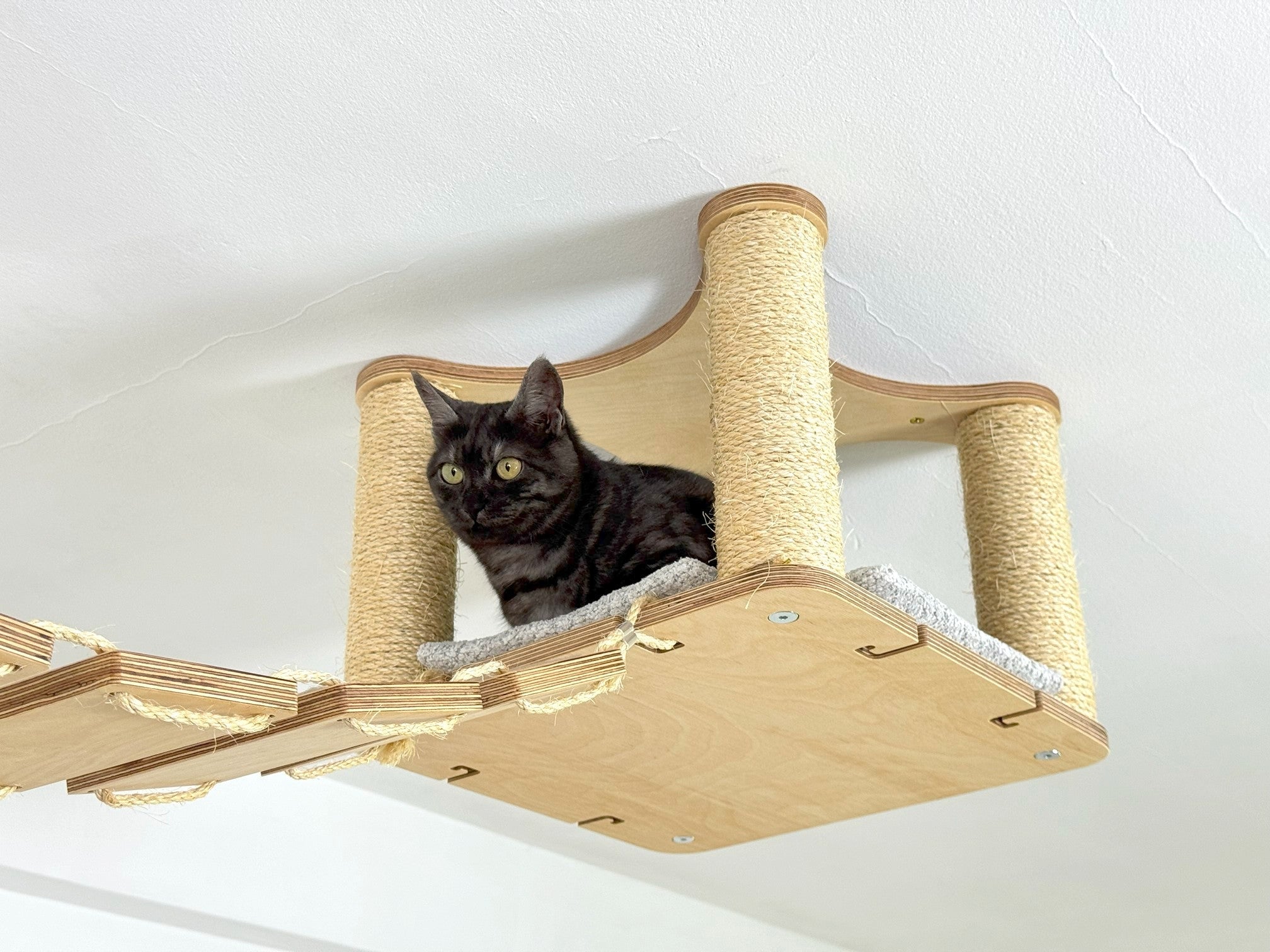 Ceiling Cat Adventure Set �?Shelves & Climbing Bridges