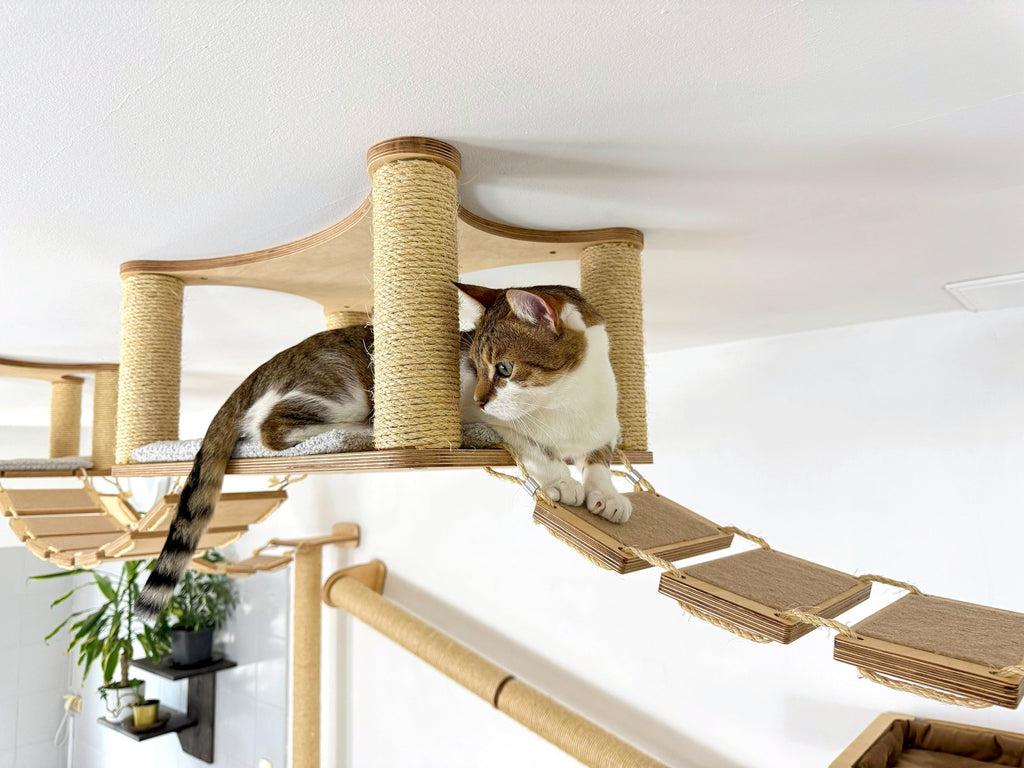Ceiling Cat Adventure Set �?Shelves & Climbing Bridges