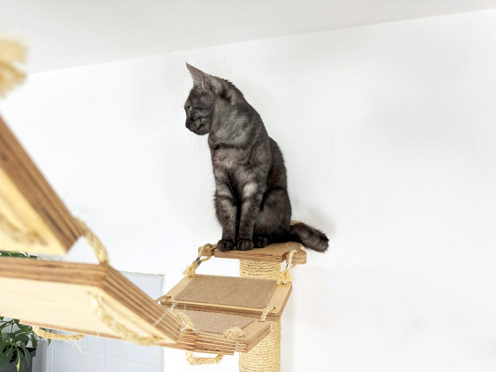 Ceiling Cat Adventure Set �?Shelves & Climbing Bridges