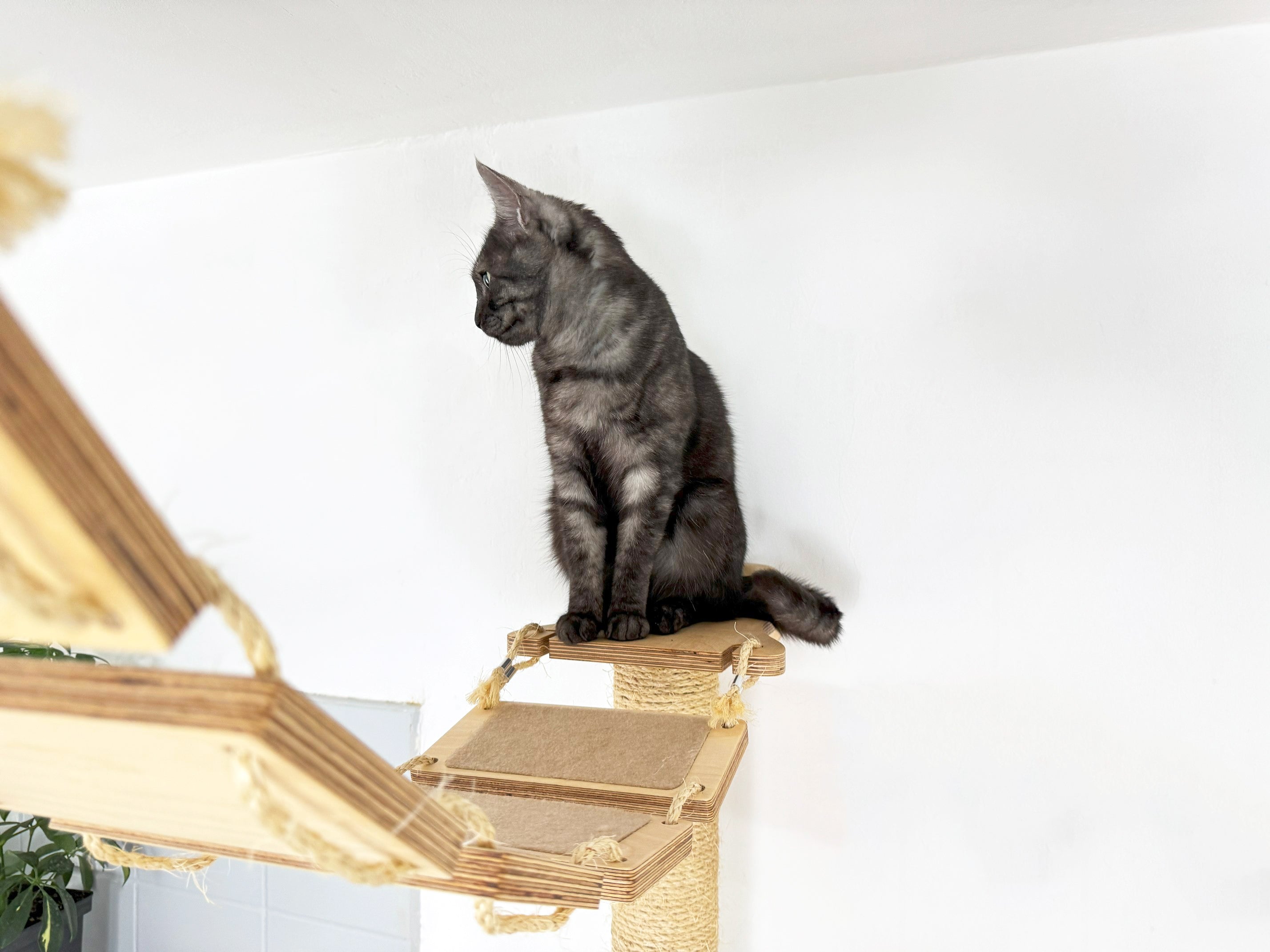 Ceiling Cat Adventure Set �?Shelves & Climbing Bridges