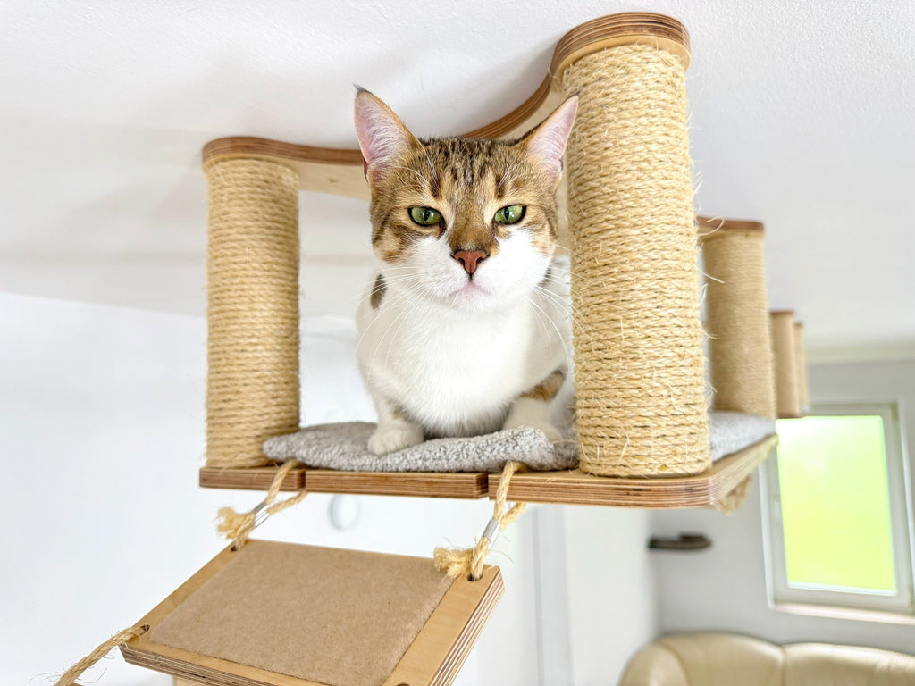 Ceiling Cat Adventure Set �?Shelves & Climbing Bridges