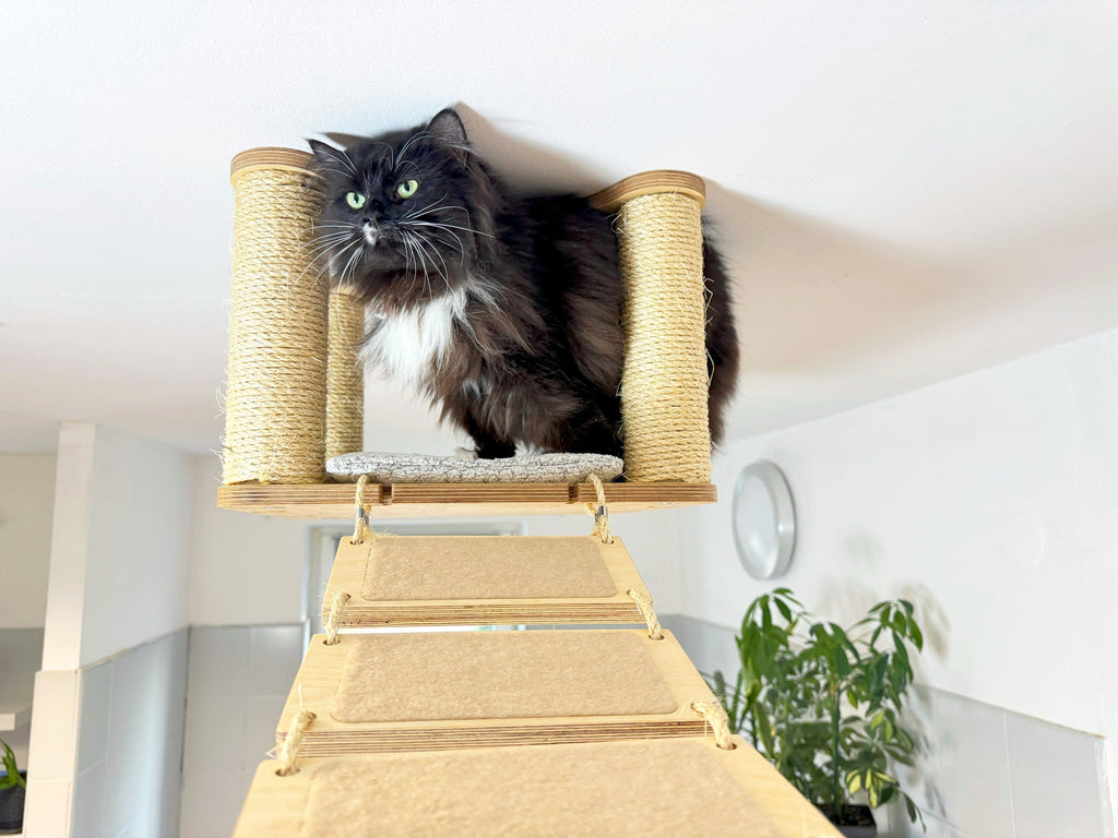 Ceiling Cat Adventure Set �?Shelves & Climbing Bridges