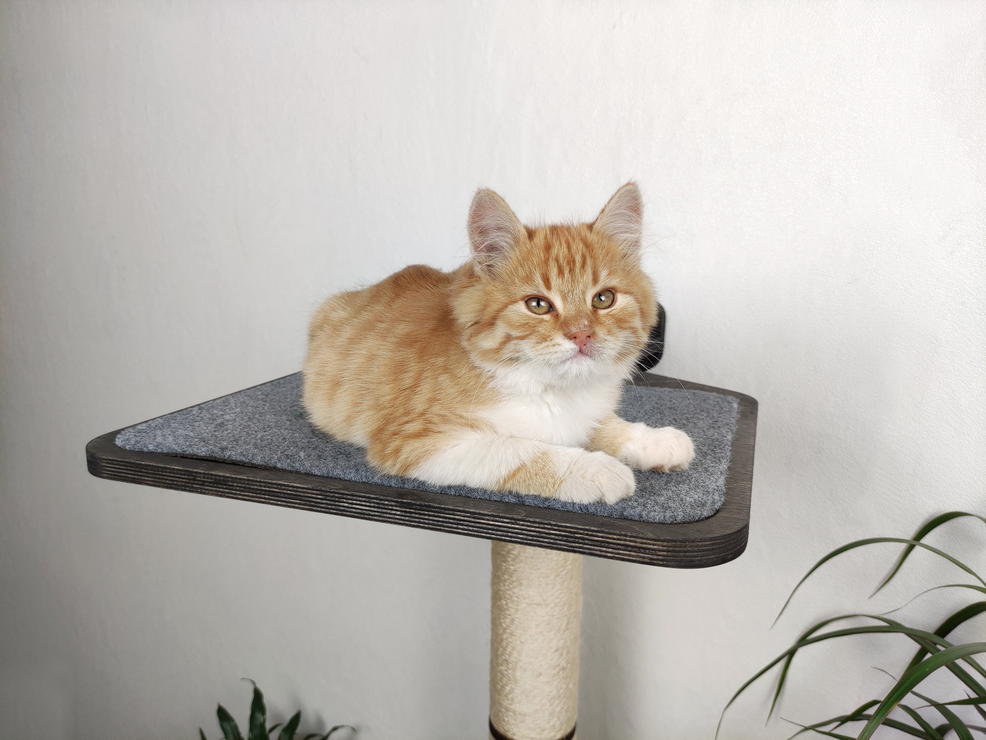 Wall-Mounted Cat Scratcher