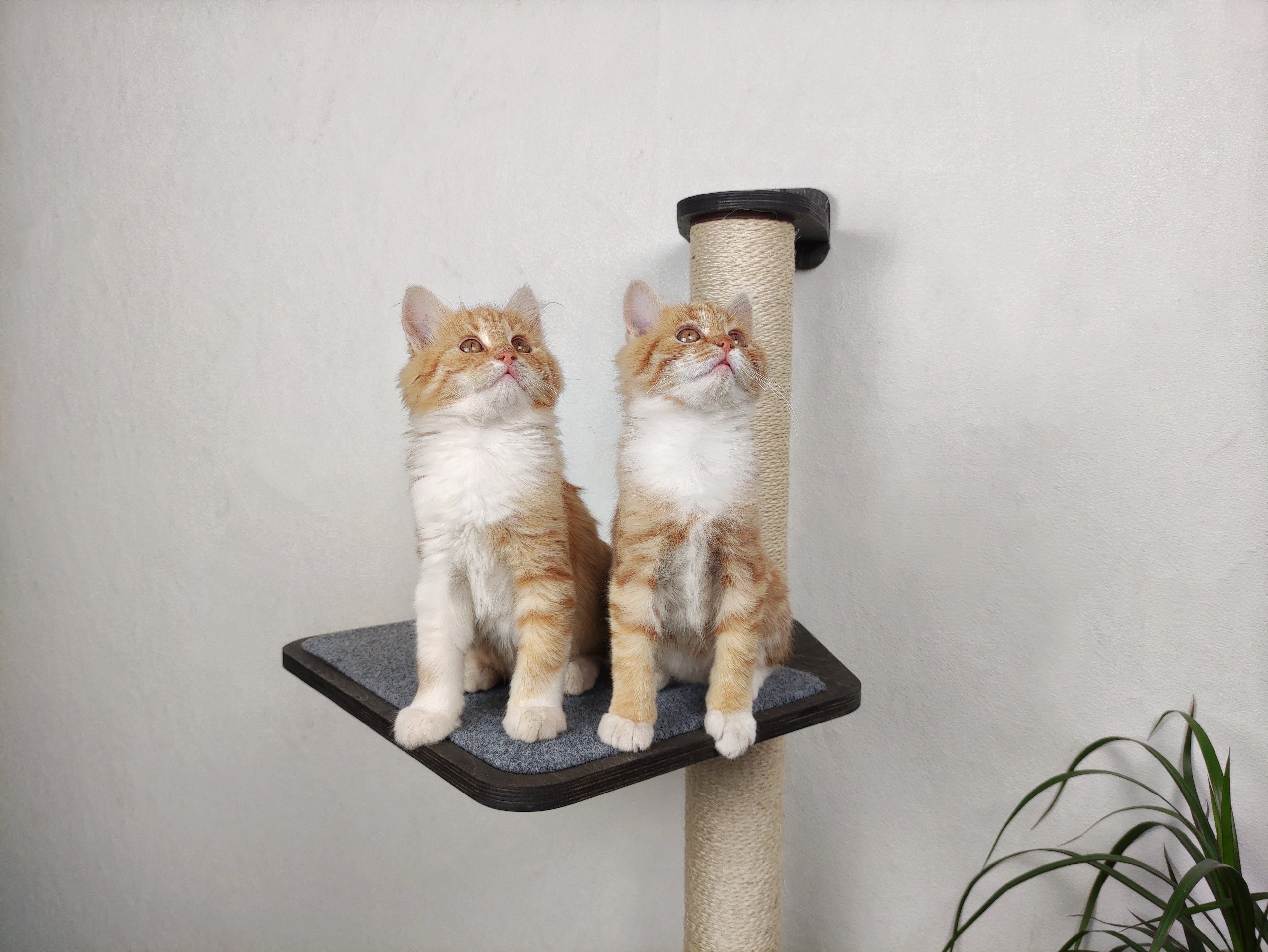 Wall-Mounted Cat Scratcher