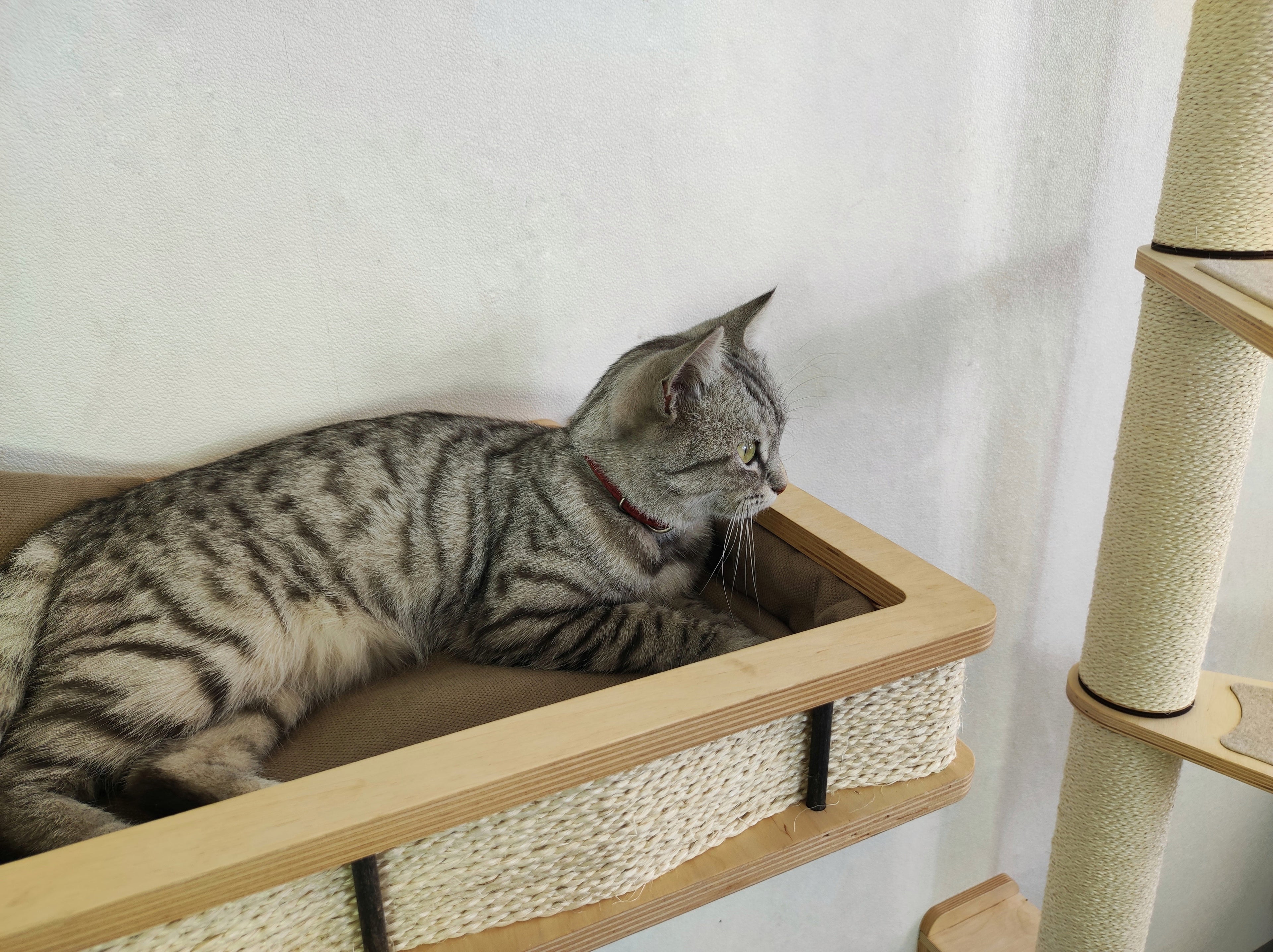 Modern Wall Mounted Cat Bed with Cushion