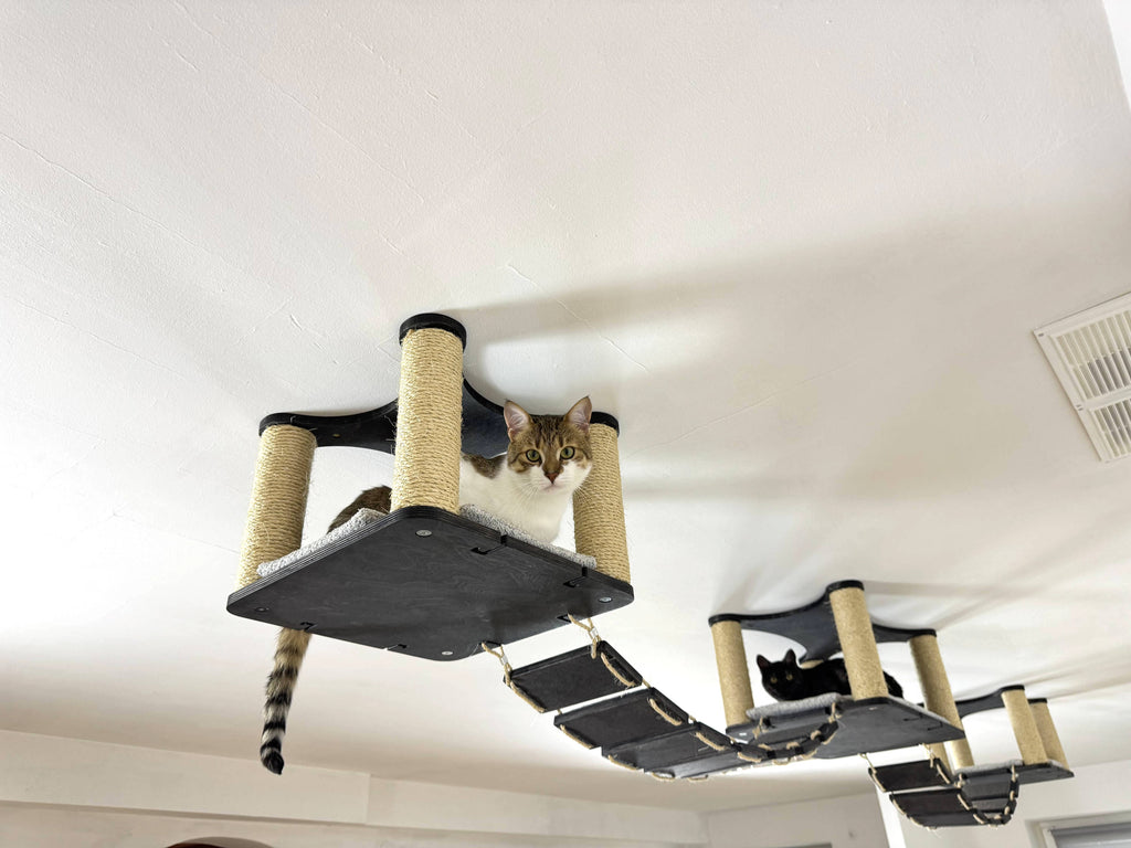 Ceiling Cat Adventure Set �?Shelves & Climbing Bridges