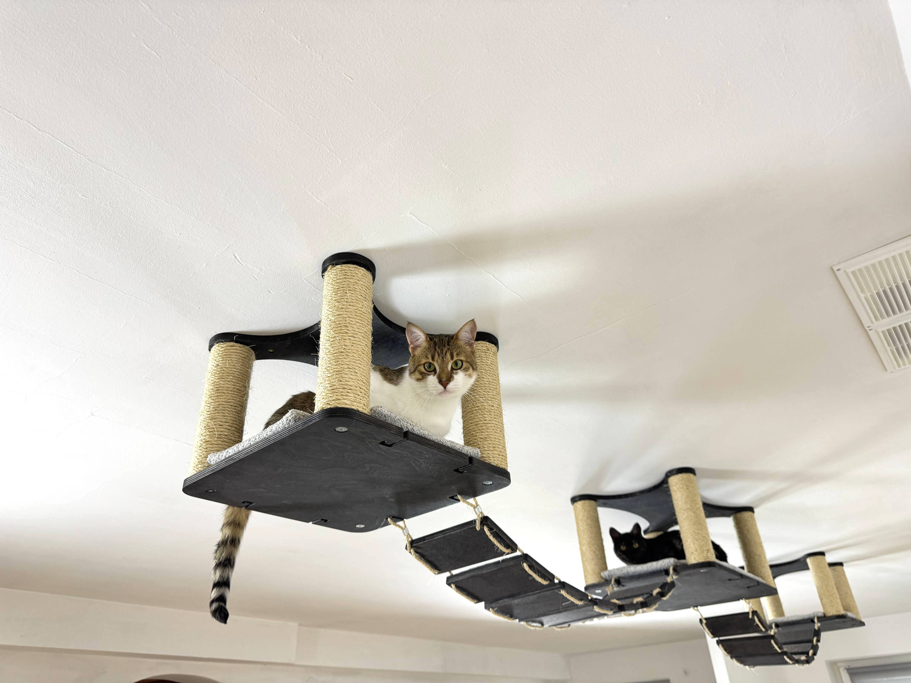 Ceiling Cat Adventure Set �?Shelves & Climbing Bridges