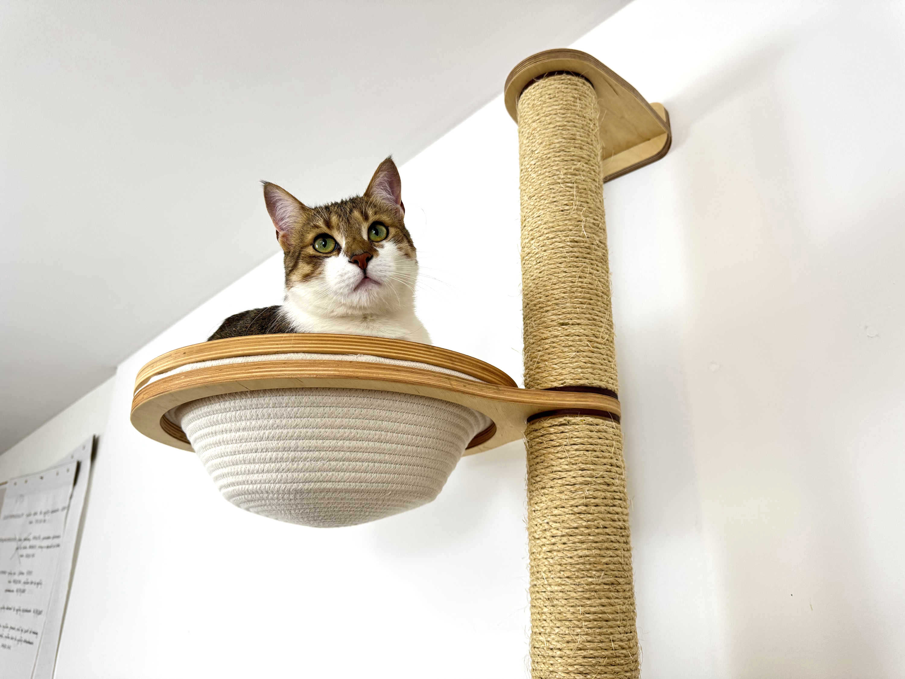 Space-Saving Cat Wall Set �?Scratcher, Cotton Basket & Step Shelf