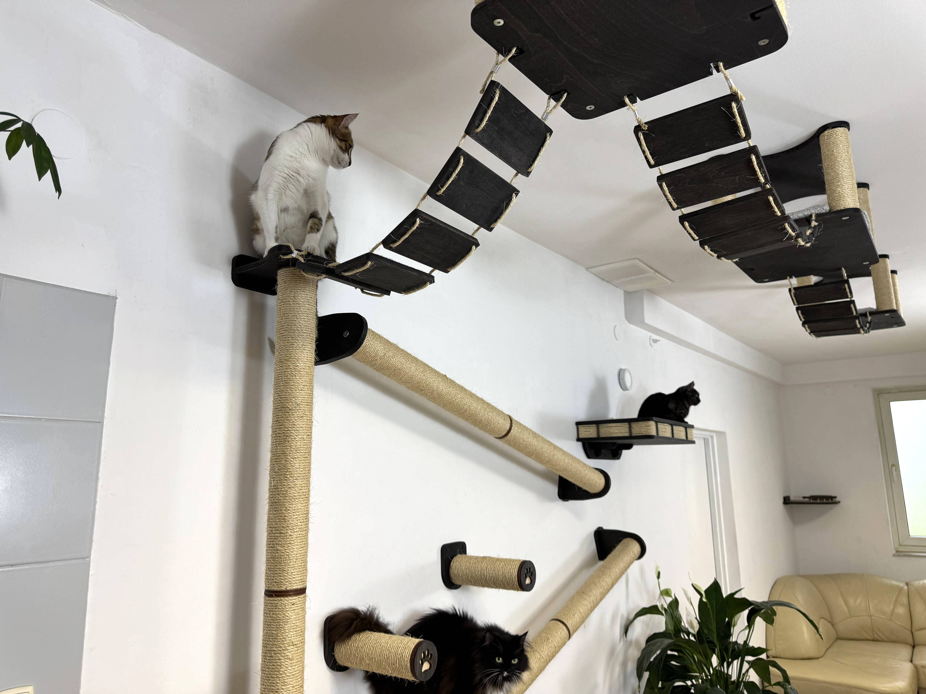 Full Ceiling & Wall Cat System with Climbing Zone