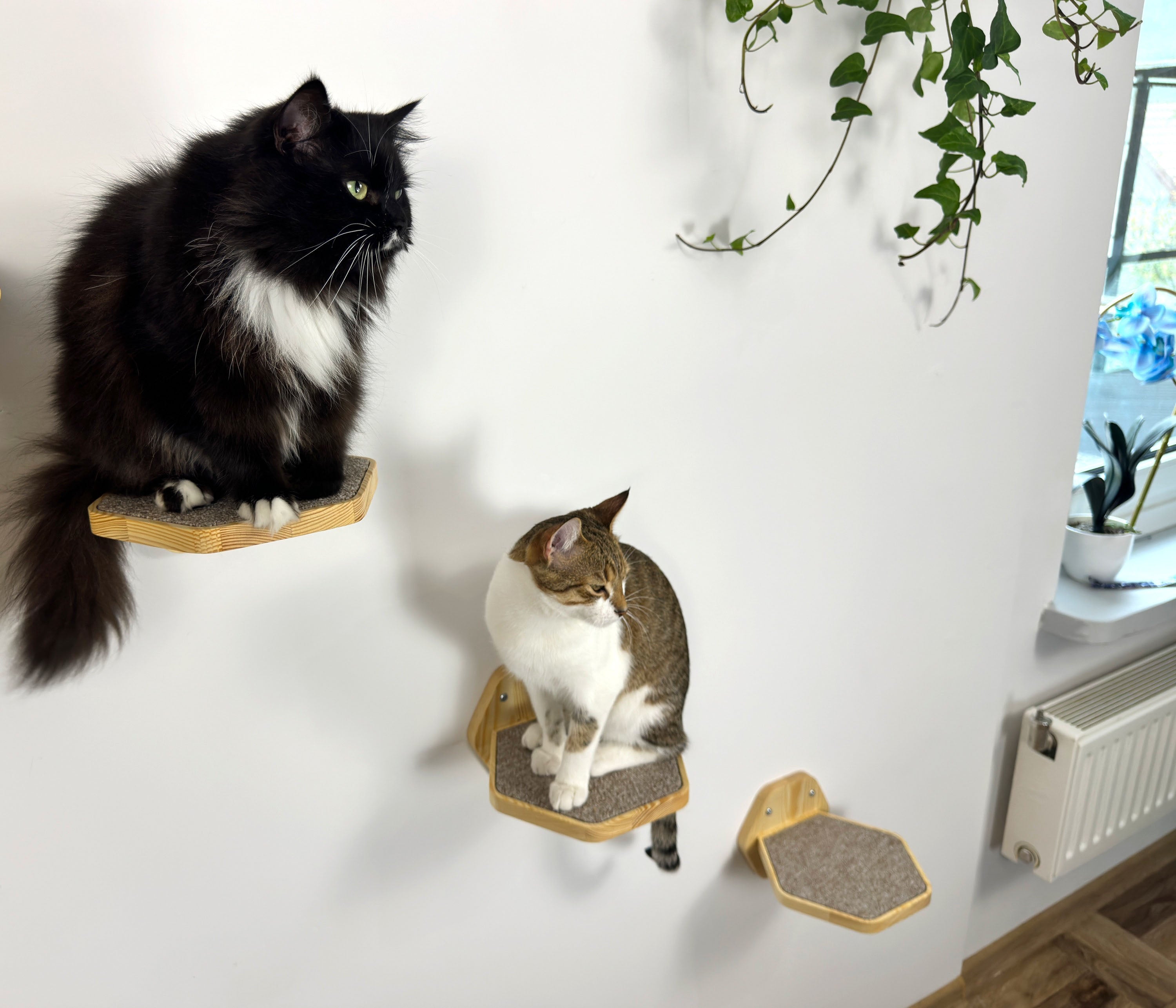 Set of Hexgonal Wall-Mounted Cat Step