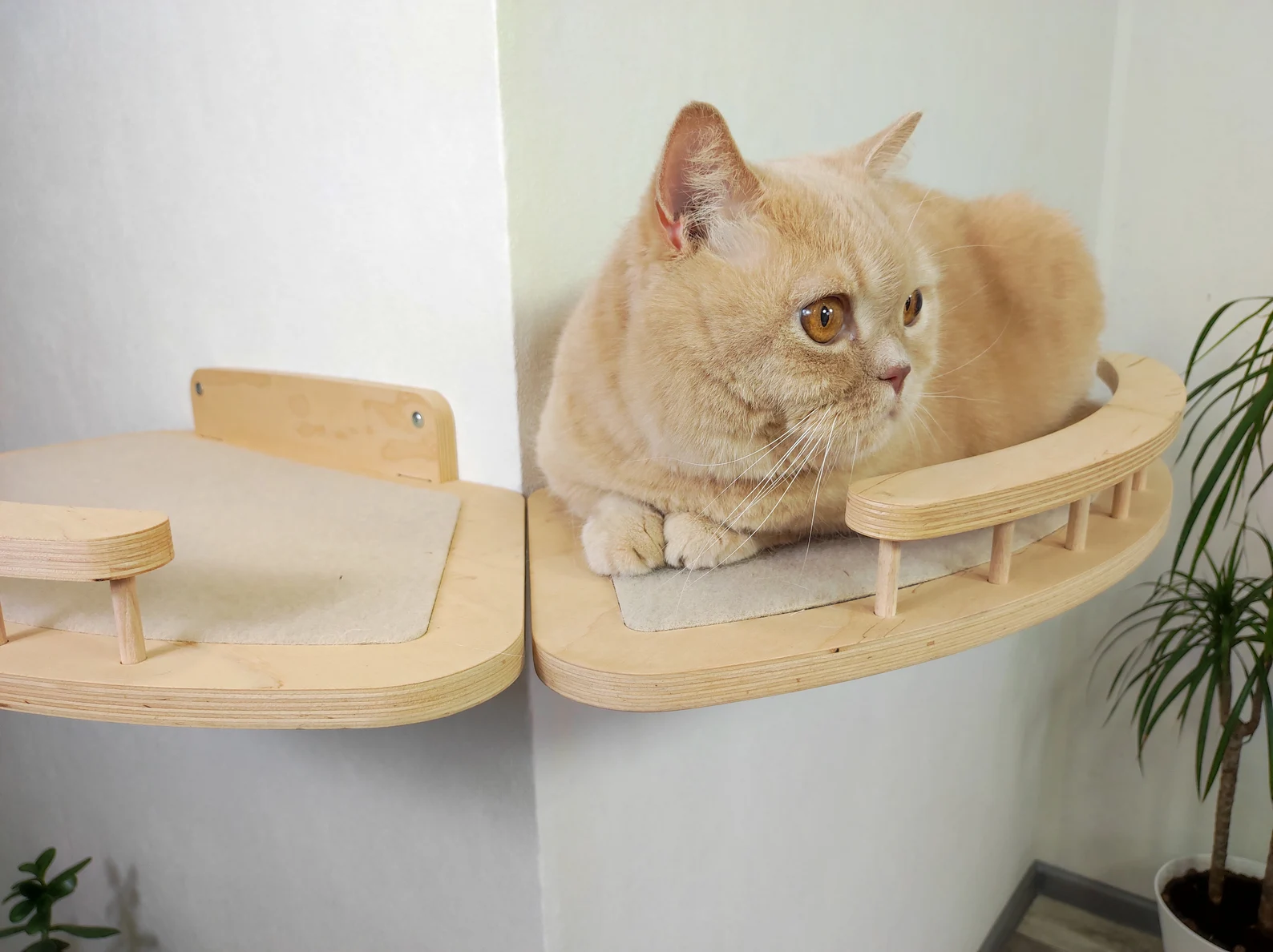 External Corner Cat Wall Shelf