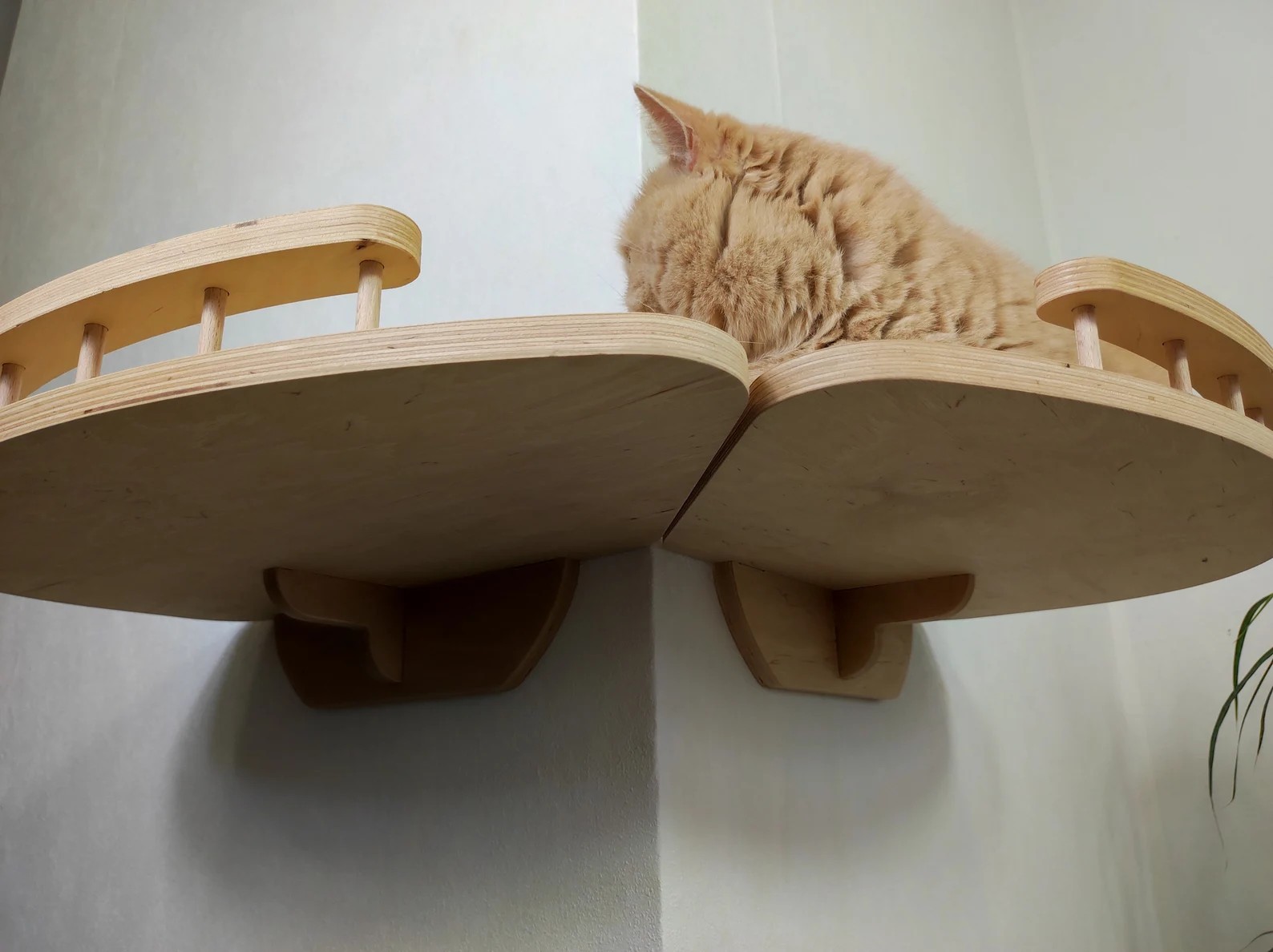 External Corner Cat Wall Shelf