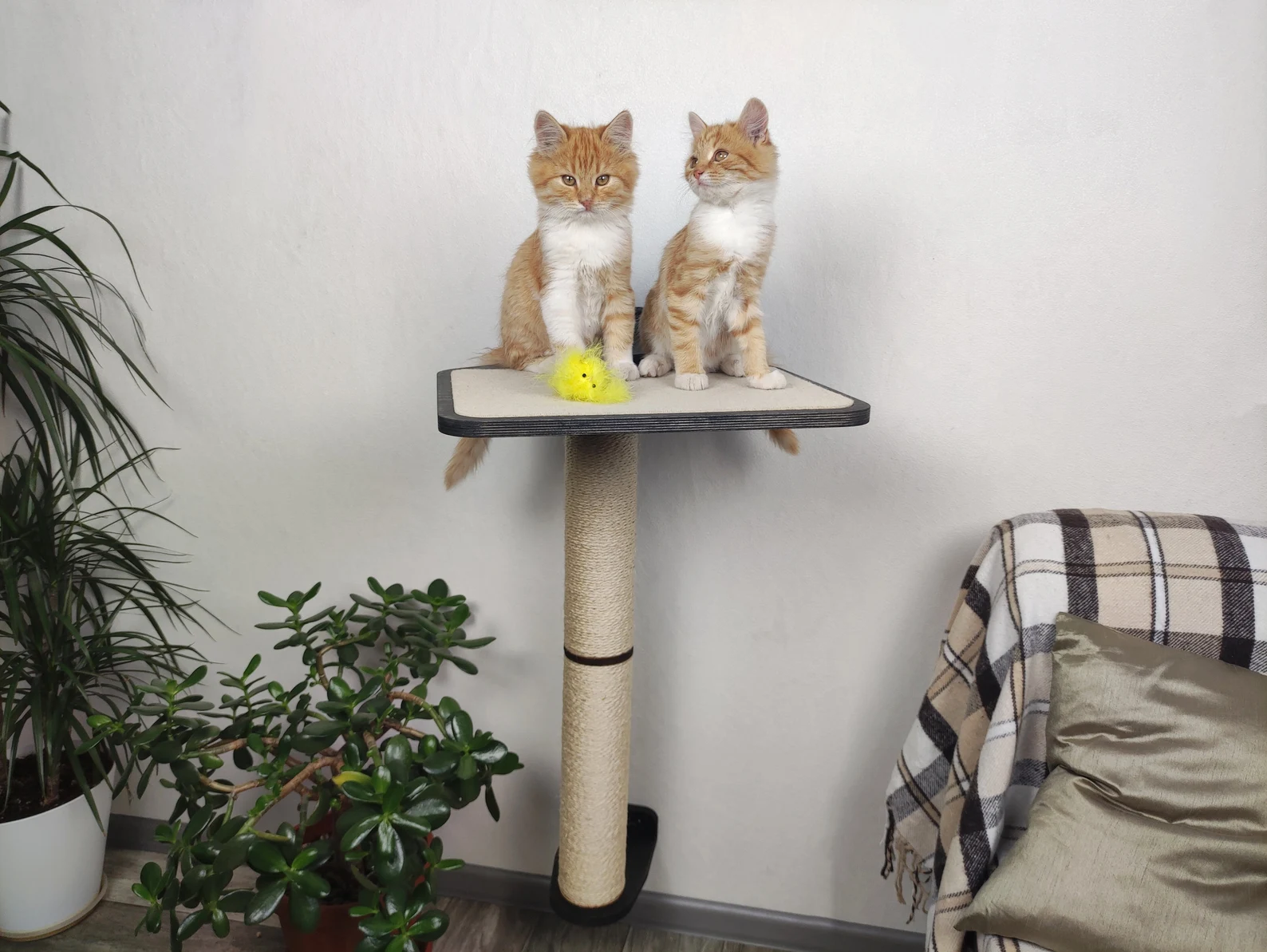 Wall-Mounted Cat Scratcher