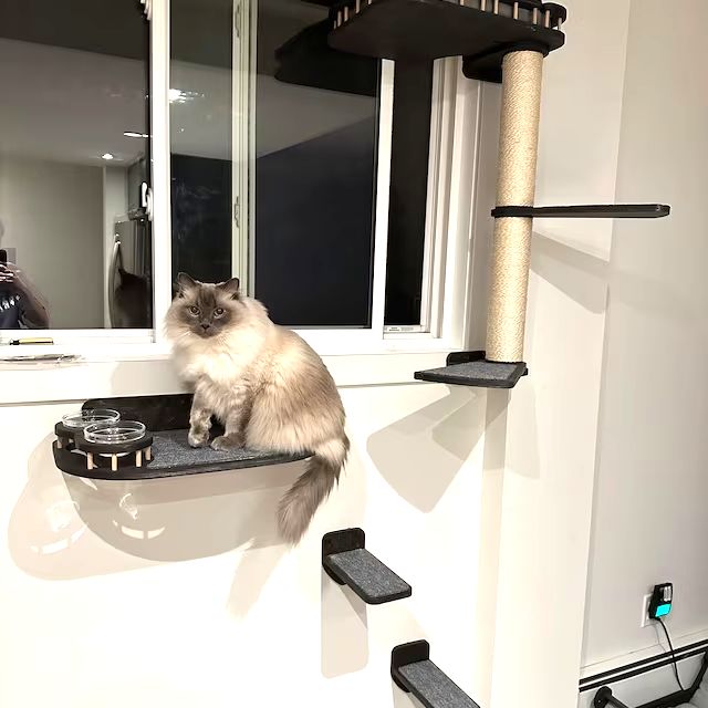 Set of Cat Wall Shelves with Food Bowls and Steps