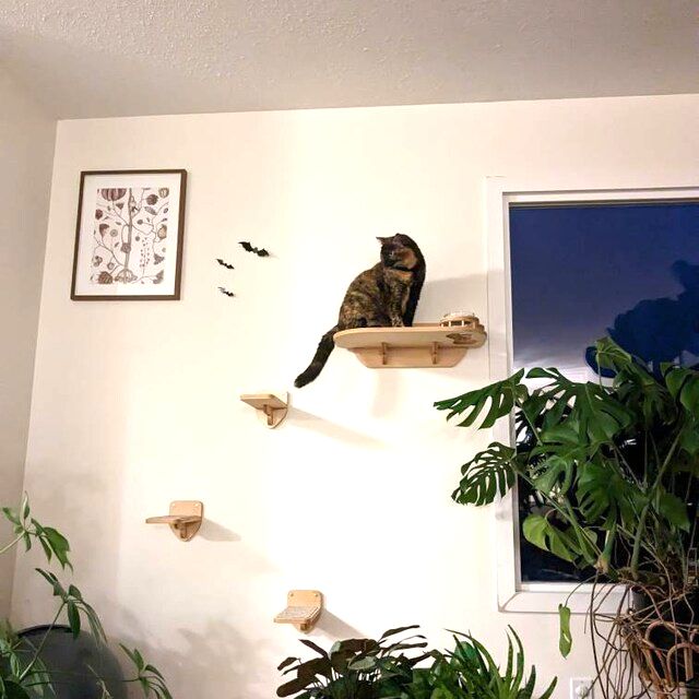 Elevated Сat Feeding Station (Wall Mounted)