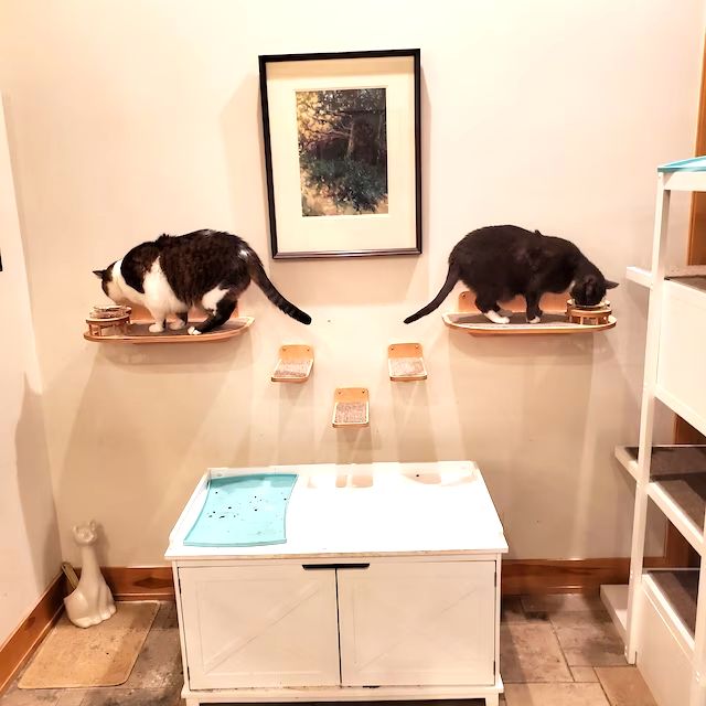 Elevated Сat Feeding Station (Wall Mounted)