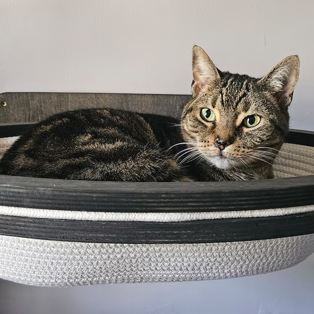 Oval Wall-Mounted Cat Basket �?Natural Cotton Rope & Birch Plywood