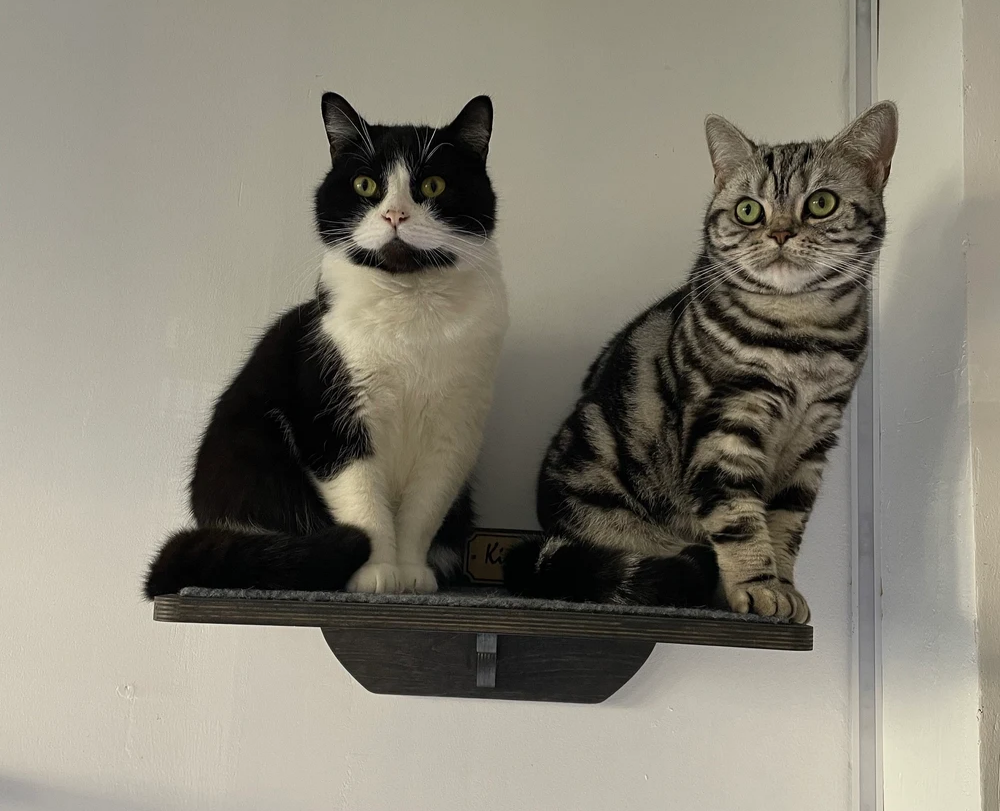 Cat Wall Mounted Shelves with Carpet