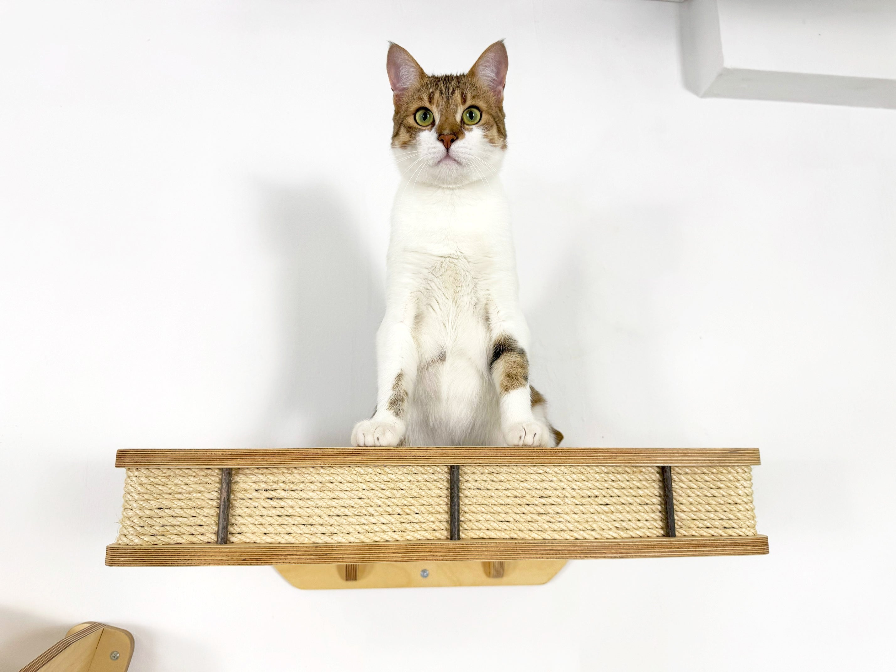 Wall Climbing Set for Cats with Shelf and Sisal Posts