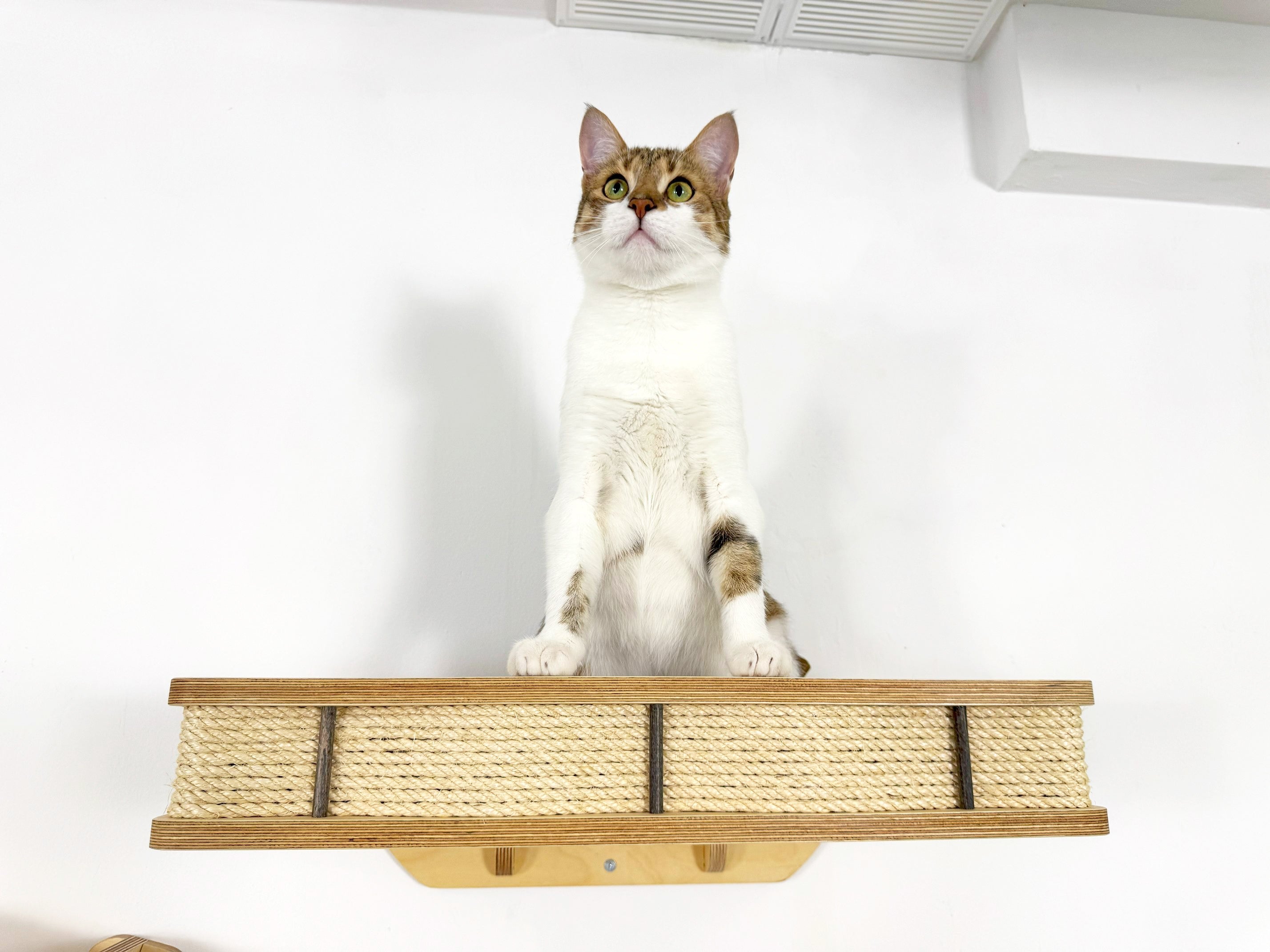 Modern Wall Mounted Cat Bed with Cushion